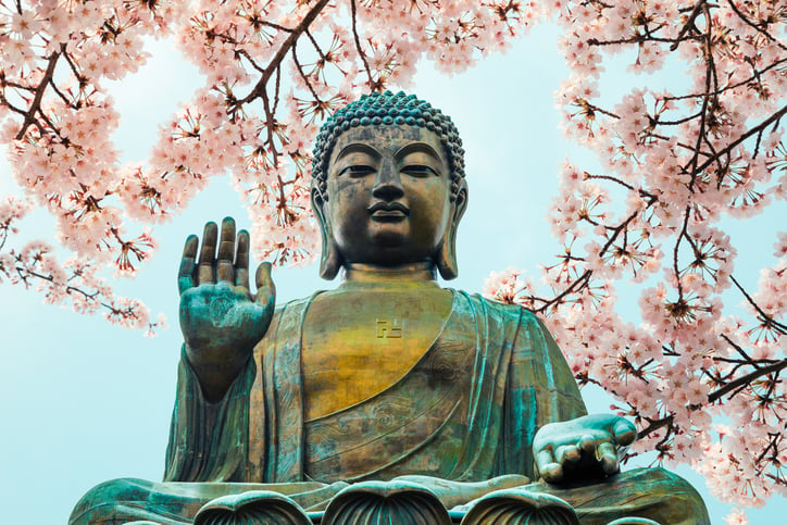 statue of buddha under cherry blossom tree